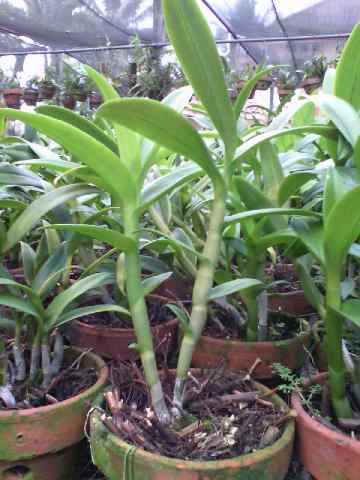 Jual Tanaman Anggrek Dendrobium Pale Ivory