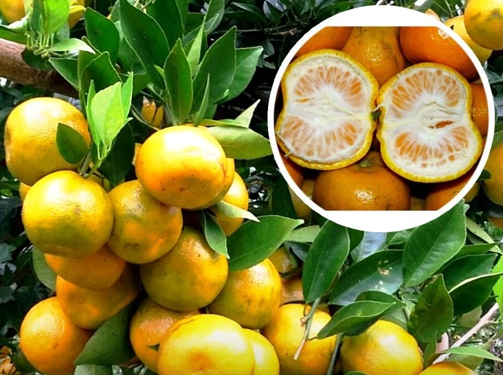 Ciri-ciri jeruk keprok siam