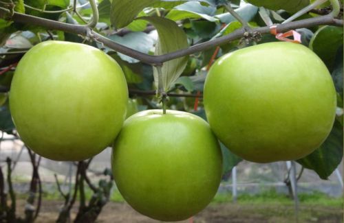 Tanaman Buah Apel India Berbuah