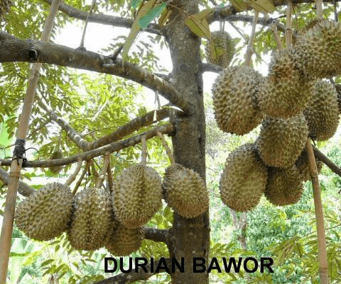 Budidaya Durian Bhineka Bawor