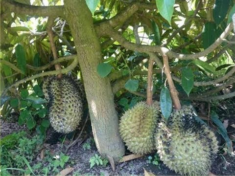 Cara Budidaya Durian Duri Hitam Dongkelan Tabulampot Durian Duri Hitam Dongkelan