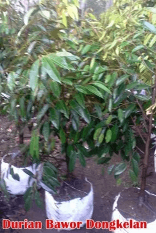 Jual Bibit Pohon Durian Bhineka Bawor Dongkelan 150 cm