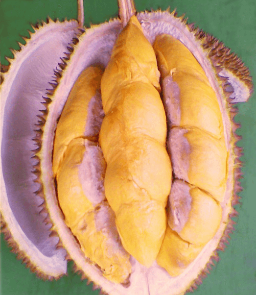 Manfaat Durian Menoreh Kuning