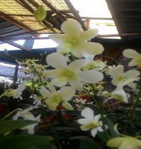 Ciri-Ciri Tanaman Anggrek Dendrobium Pale Ivory