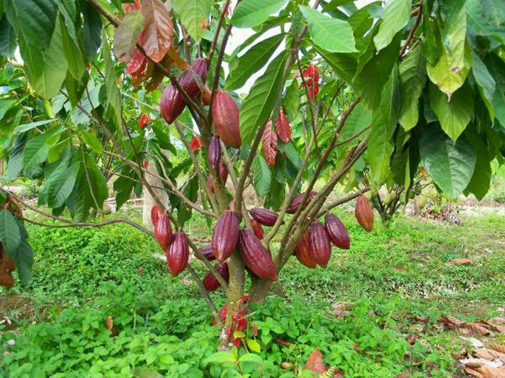 Ciri-ciri Bibit dan Tanaman Kakao