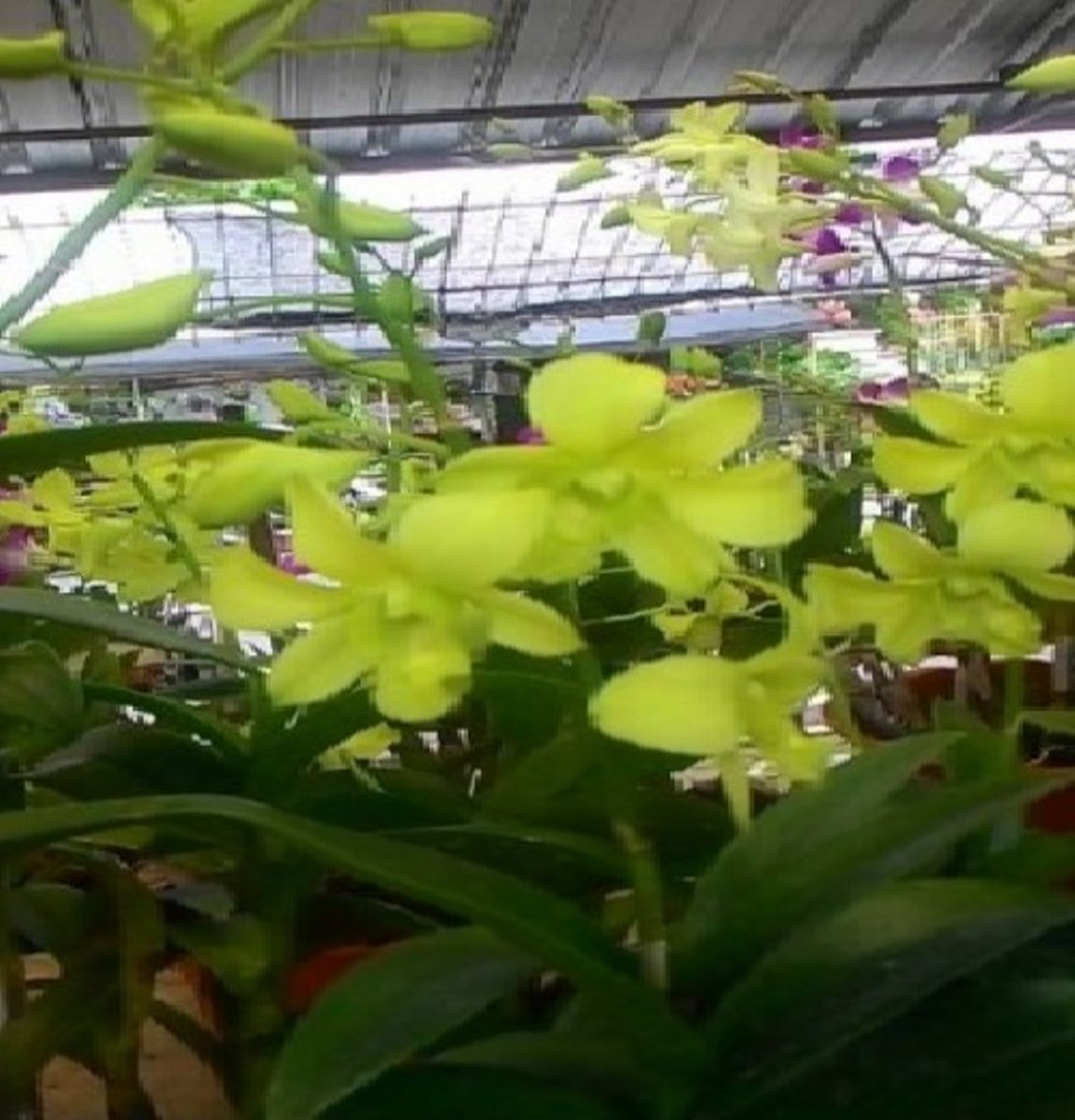 Jual Tanaman Anggrek Dendrobium Yellow Cheers