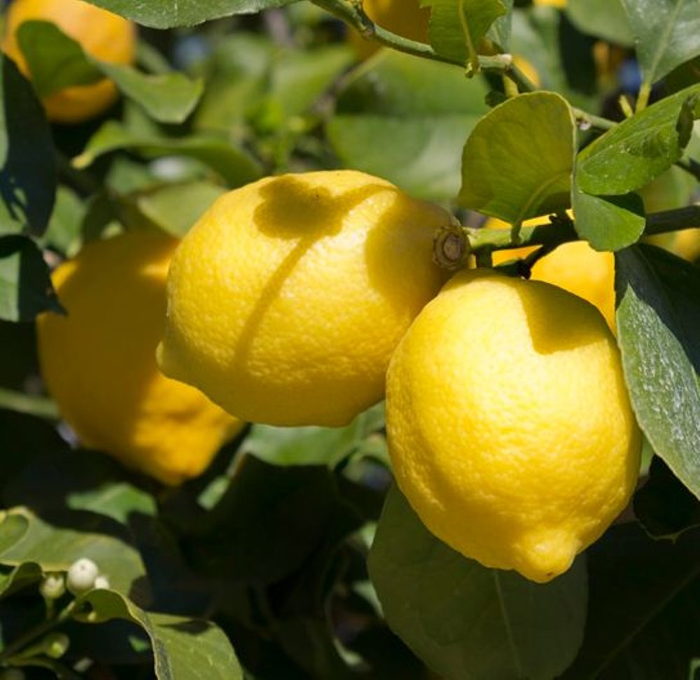 ciri-ciri jeruk lemon amerika