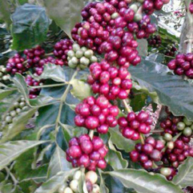 pohon kopi arabika