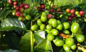 tanaman kopi robusta