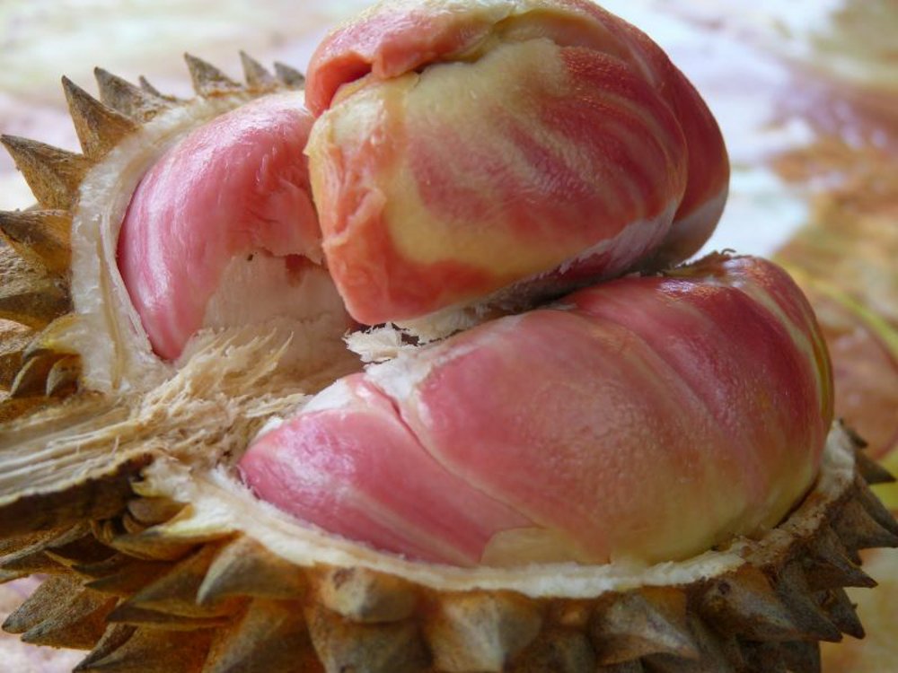 Keunggulan Durian Pelangi