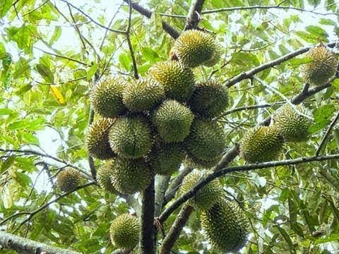 Tanaman Buah Durian Musang King Kaki Empat