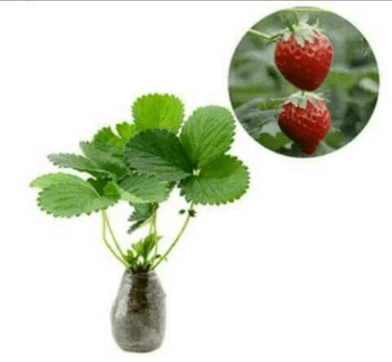 Jual Bibit Strawberry 30 cm