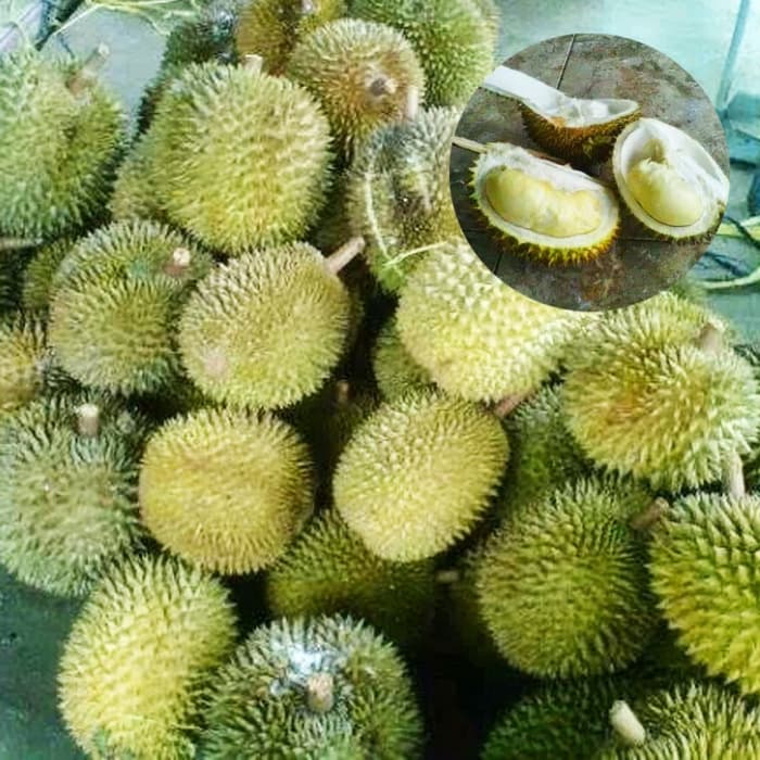 Manfaat Buah Durian Petruk