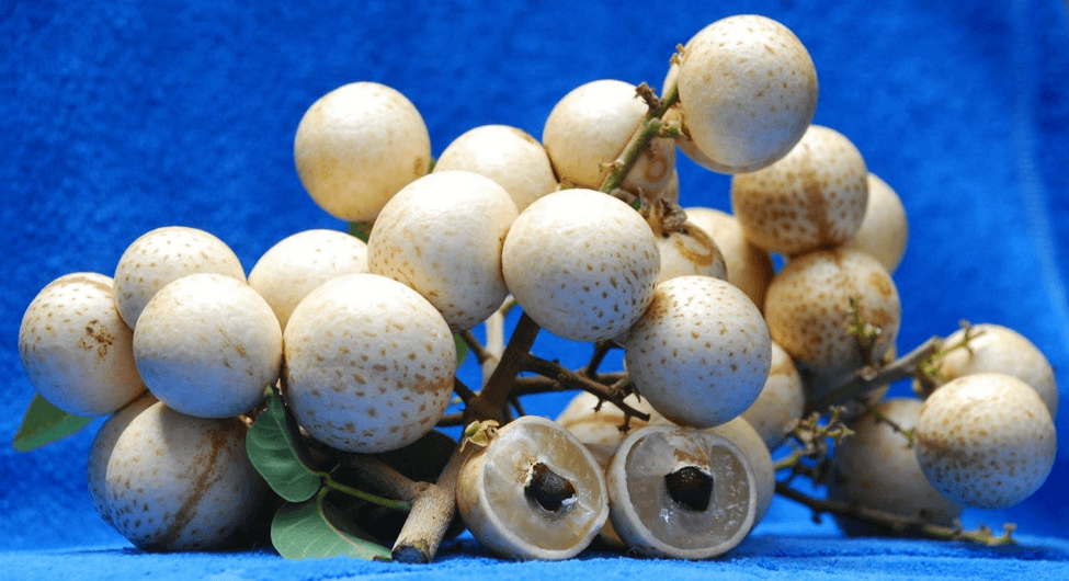 Manfaat Buah Kelengkeng Aroma Durian