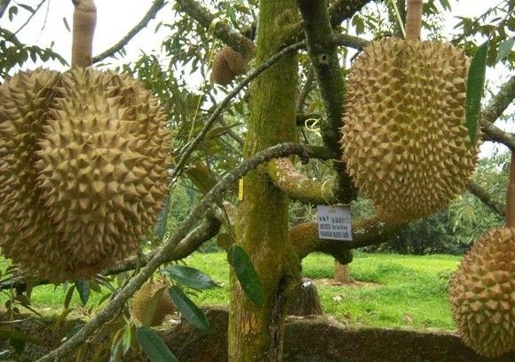 Tanaman Buah Durian Petruk