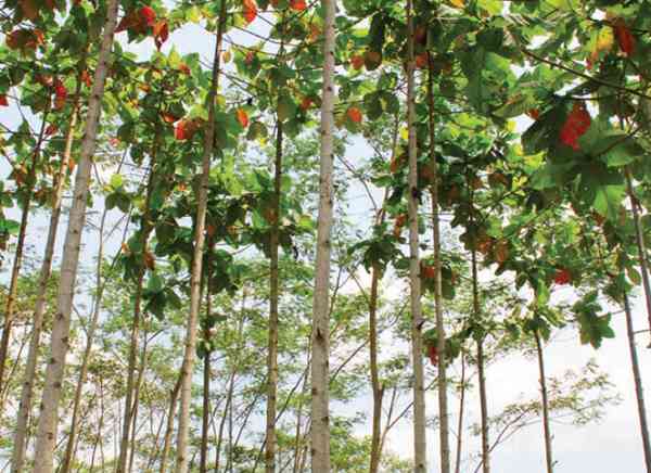 Ciri-ciri Pohon Jabon Merah