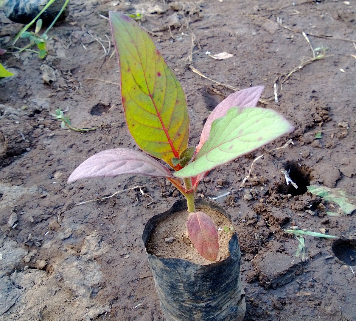 Jual Bibit Pohon Jabon Merah 70 cm
