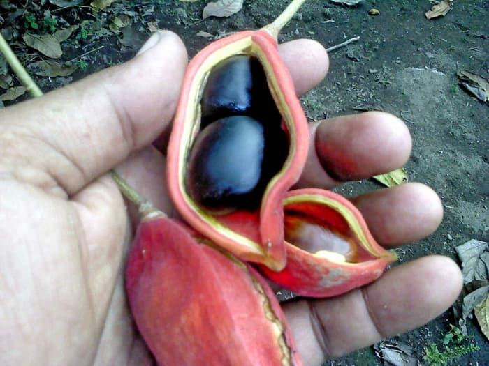 Manfaat atau Khasiat Kacang Amazon