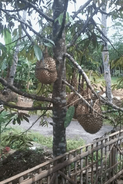 Pemangkasan Pohon Durian Montong